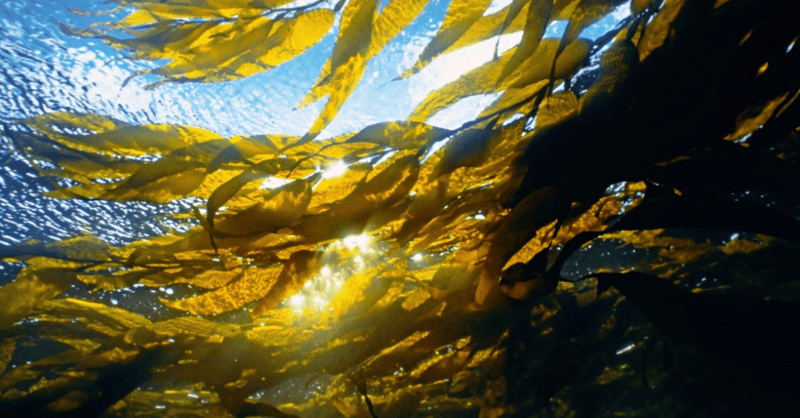 Ocean Visions Expert Panel to Advise & Evaluate Carbon Dioxide Removal Experiment